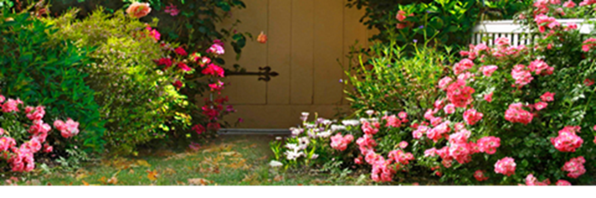 Perennial Flowers