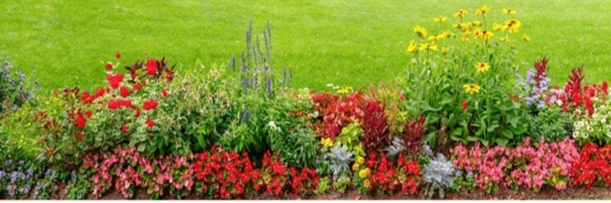 Annual Flowers
